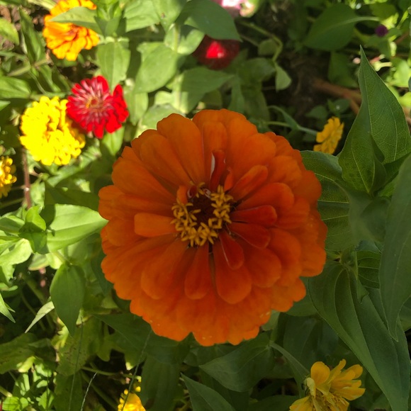 Meet your Posher, Yanneth - Picture 1 of 1